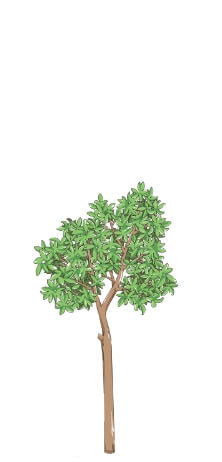 メニュー画像1